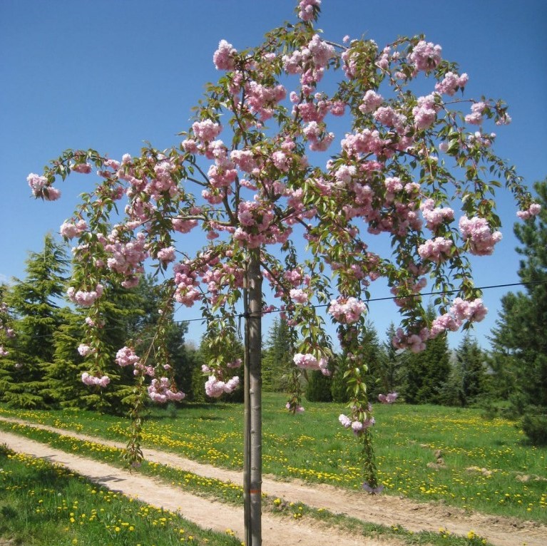 Черемуха мелкопильчатая "Кику Шидаре" (сакура)(Prunus serrulata"Kiku-shidare")