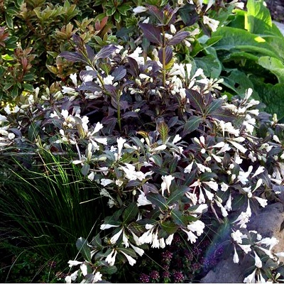 Вейгела цветущая "Блэк энд Вайт" (Weigela florida "Black and White")
