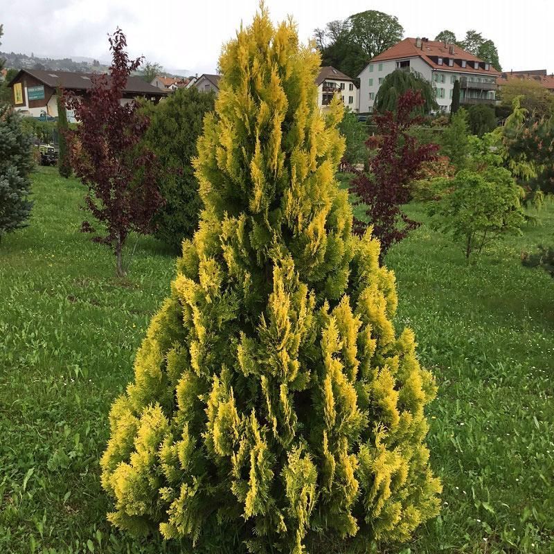 Туя западная "Еллоу Риббон" (Thuja occidentalis "Yellow Ribbon")