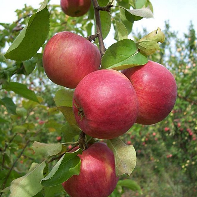 Яблоня домашняя (Malus domestica)
