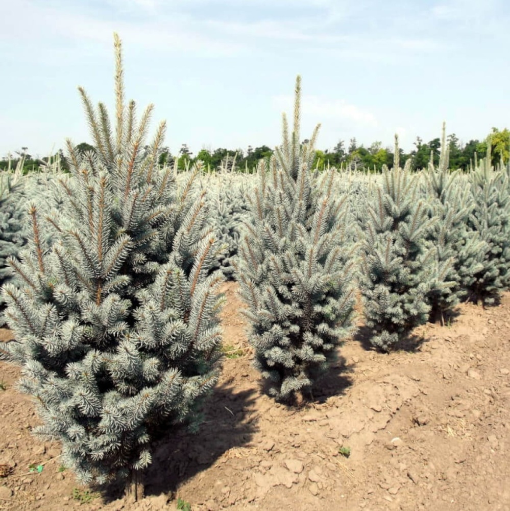 Ель колючая "Изели Фастигиата" (Picea pungens "Iseli Fastigiate")