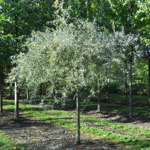 Груша лохолистная "Пендула" (Pýrus elaeagrifolia "Pendula")
