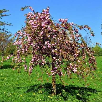 Яблоня райская "Пендула" (Malus "Pendula")