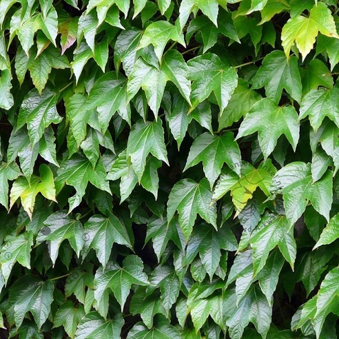 Виноград триостренный "Вичи" (Parthenocissus tricuspidata "Veitchii")