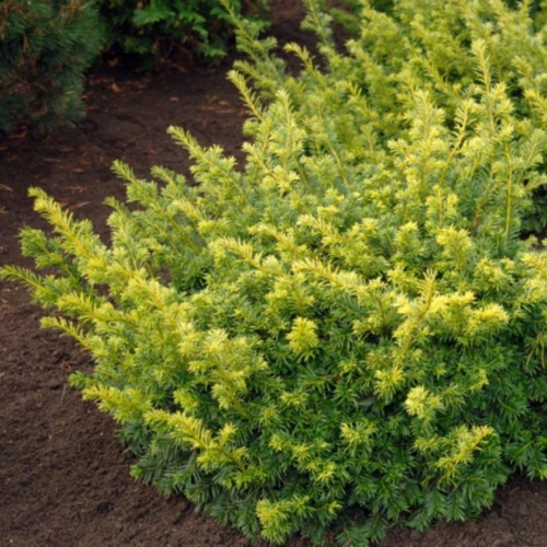 Тис ягодный золотистый (Taxus baccata)