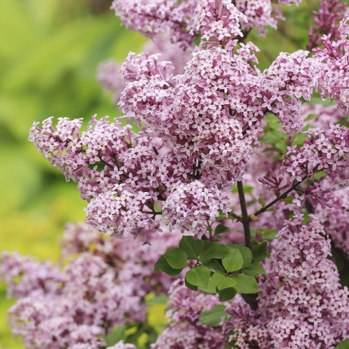 Сирень Мейера "Палибин" (Syringa meyeri "Palibin")
