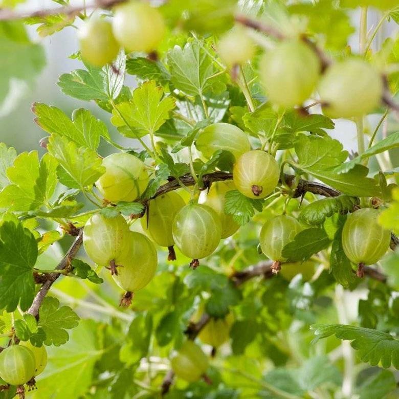 Крыжовник (Ribes uva-crispa)
