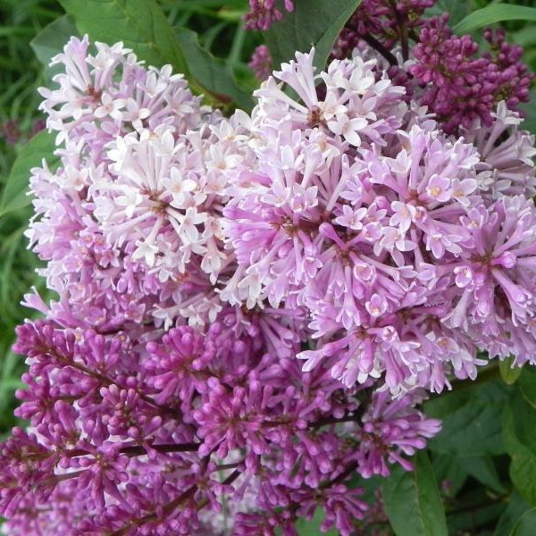 Сирень Престона "Минуэт" (Syringa prestoniae "Minuet")