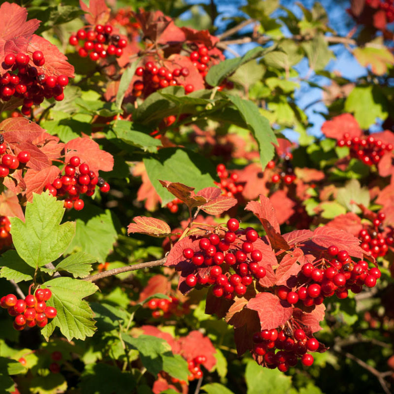 Калина обыкновенная (Viburnum opulus)