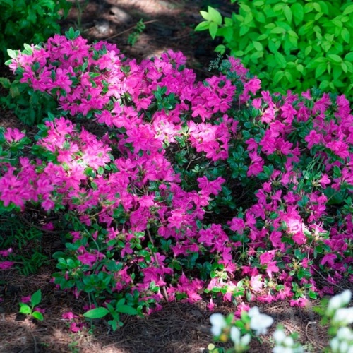 Рододендрон японский "Гейша Лилла" ( Rododendron japonica "Geisha Lila")