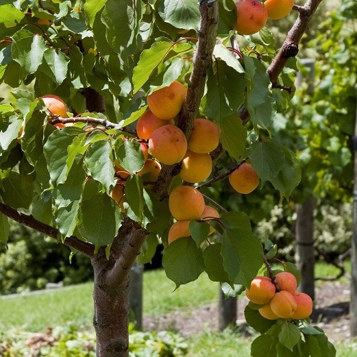 Абрикос (Armeniaca)