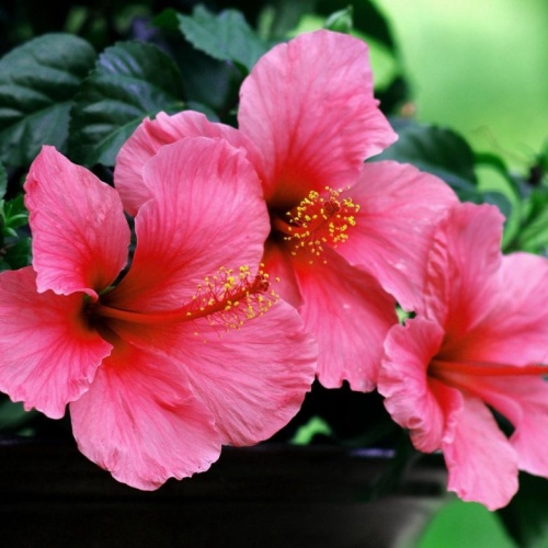 Гибискус китайский (Hibiscus rosa-sinensis)