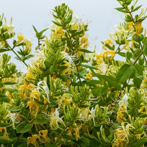 Жимолость японская (Lonicera japonica)