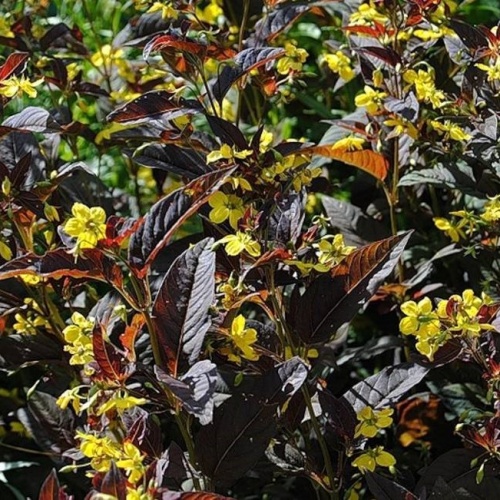 Вербейник пурпурный (Lysimachia atropurpurea)