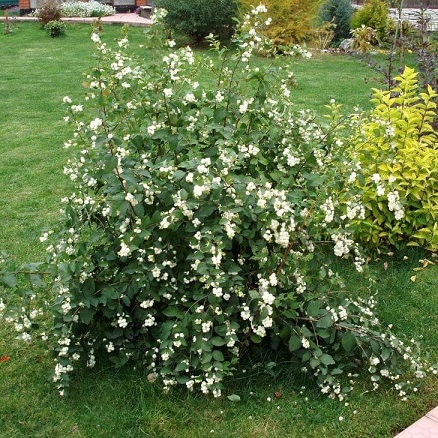 Снежноягодник (Symphoricarpos)