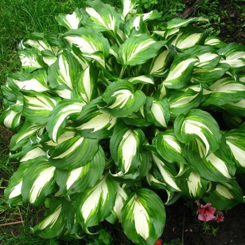 Хоста волнистая "Медиовариегата" (Hosta Undulata "Mediovariegata")