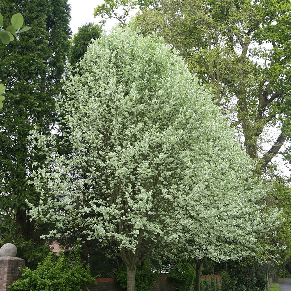 Рябина мучнистая "Лютесценс" (Sorbus aria "Litescens")