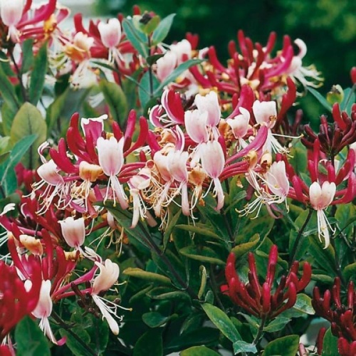 Жимолость приморская "Серотина" (Lonicera periclymenum "Serotina")