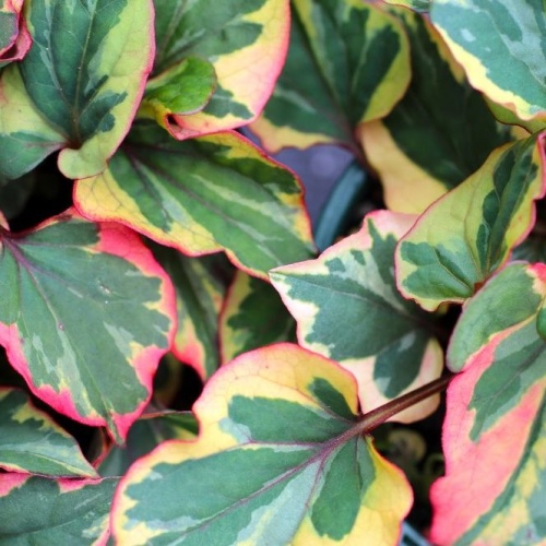 Хауттюйния сердцевидная (Houttuynia cordata)