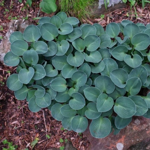 Хоста гибридная "Блю Маус Иэрс" (Hosta hybride "Blue Mouse Ears")