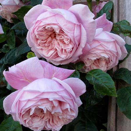 Роза английская "Спирит оф Фридом" (Rosa English "Spirit of Freedom"))
