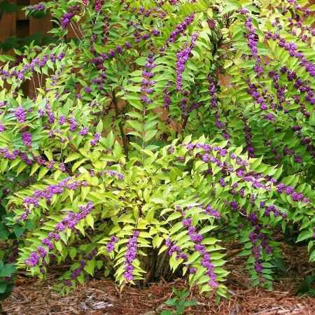 Красивоплодник Бодиньера (Callicarpa bodinieri)