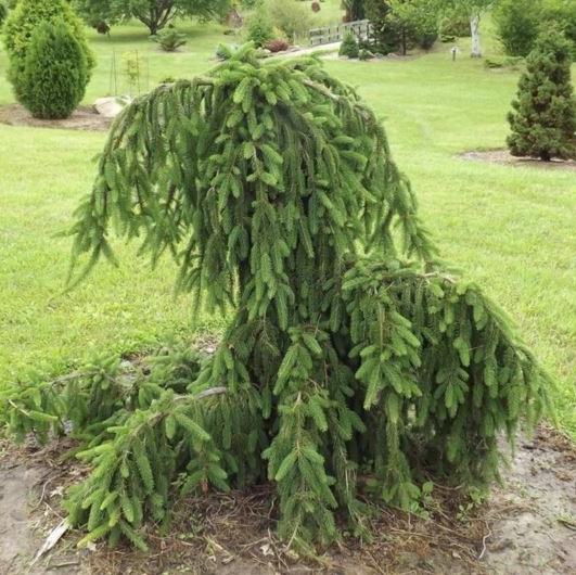 Ель обыкновенная "Богемика Пендула" (Picea abies "Bohemica Pendula")