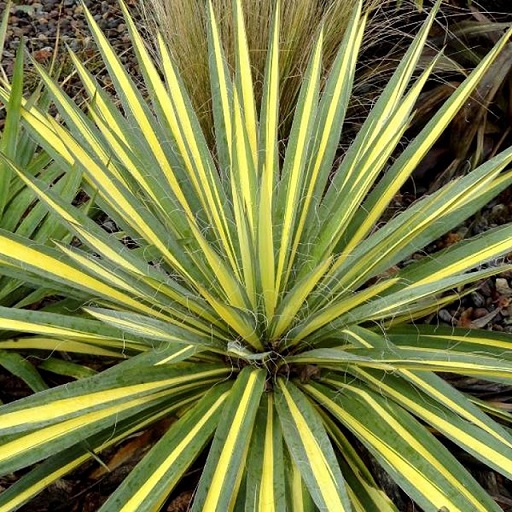 Юкка нитчатая "Брайт Эдж" (Yucca filamentosa "Bright Edge")