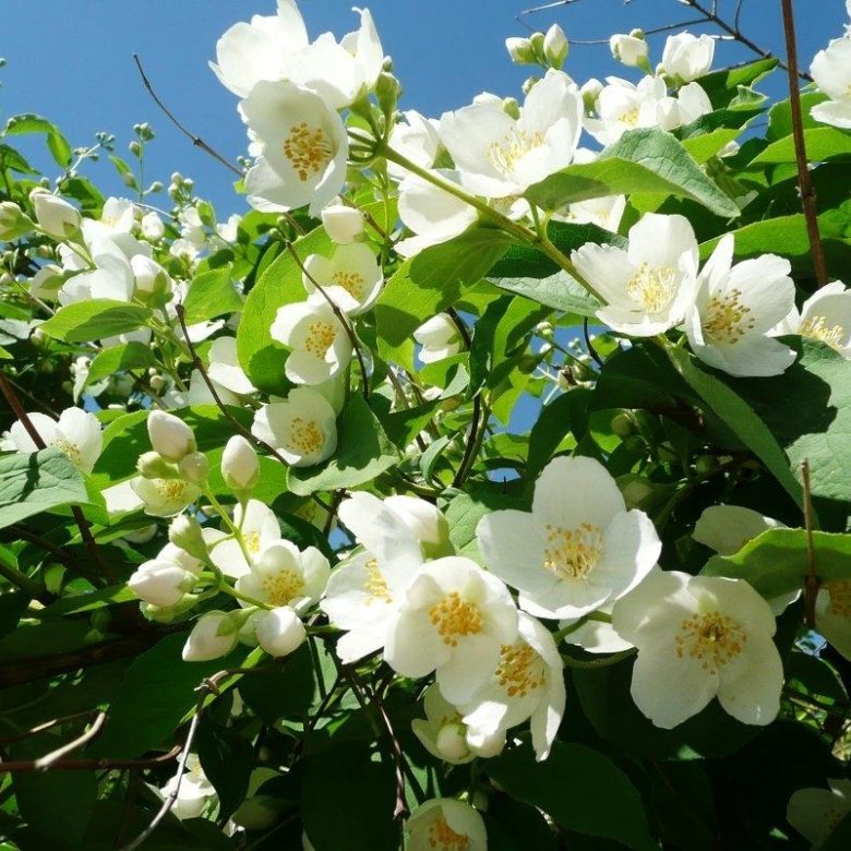 Чубушник (Philadelphus)