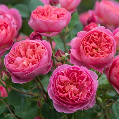Роза английская "Боскобель" (Rose English "Boscobel"))