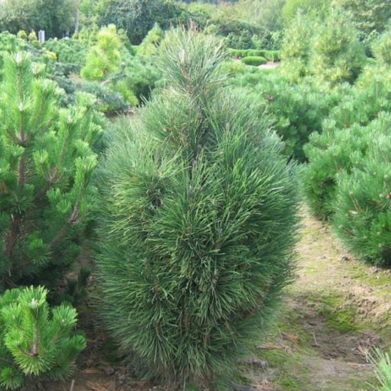 Сосна черная "Обелиск" (Pinus nigra "Obelisk")