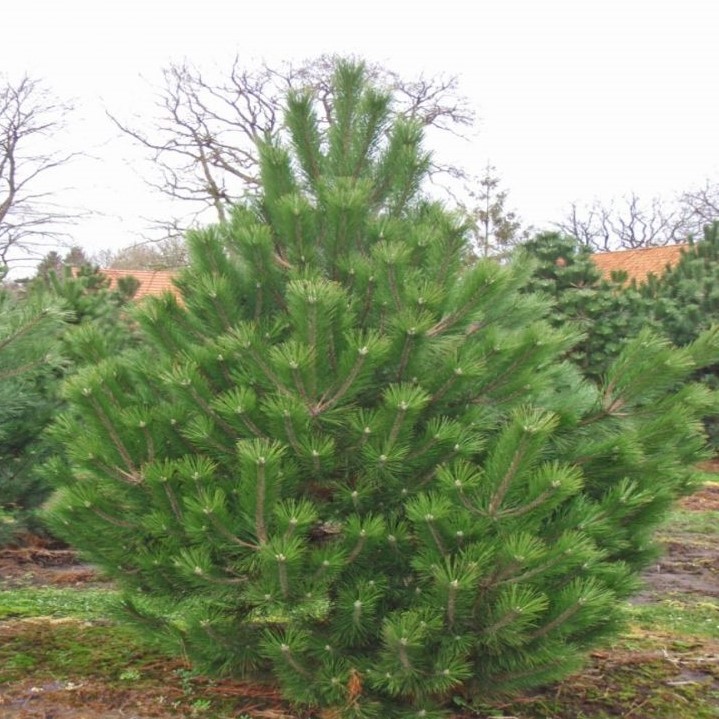 Сосна черная (Pinus nigra)