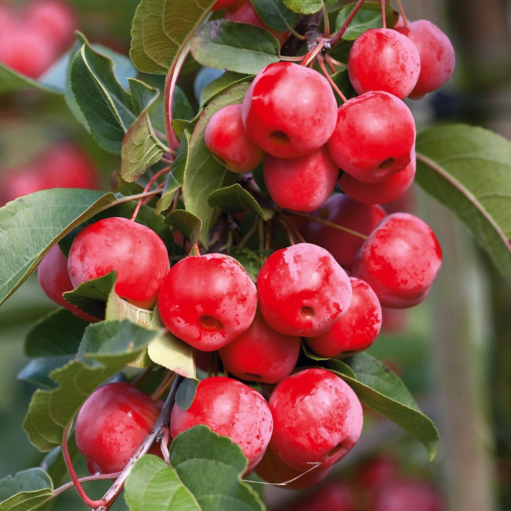 Яблоня райская "Ред Сентинел" (Malus "Red Sentinel")