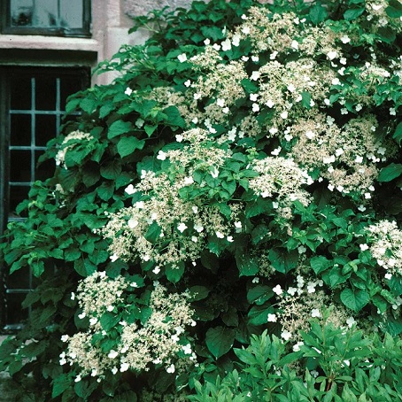 Гортензия черешковая (Hydrangea petiolaris)