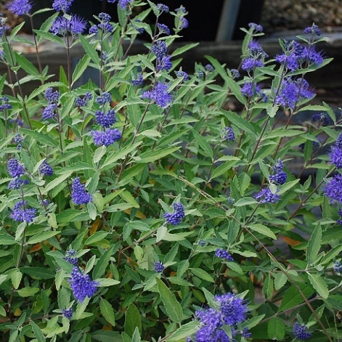 Кариоптерис кландоненский "Хэвенли Блю" (Caryopteris clandonensis "Heavenly Blue")