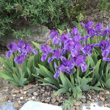 Ирис карликовый (Iris pumila)
