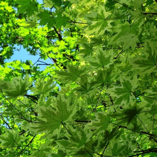 Клен остролистный "Друммонди" (Acer platanoides "Drummondii") повреждение ствола