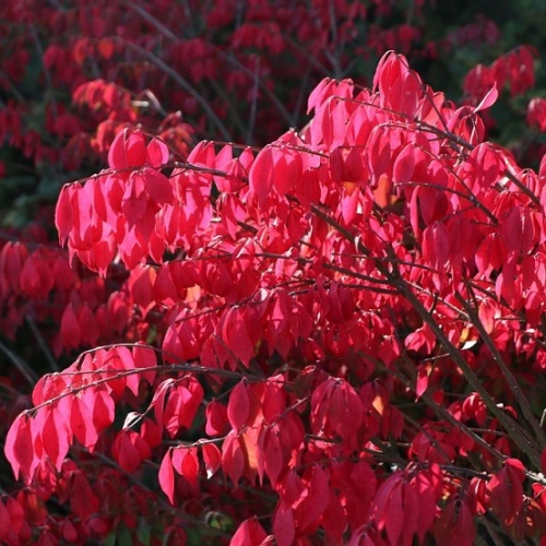 Бересклет крылатый "Компактус" (Euonymus alatus "Compactus")