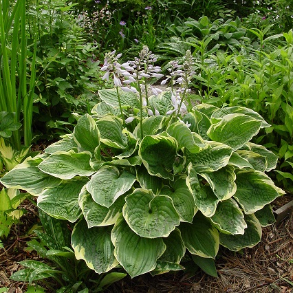 Хоста "Кристмас три" (Hosta "Christmas Tree")