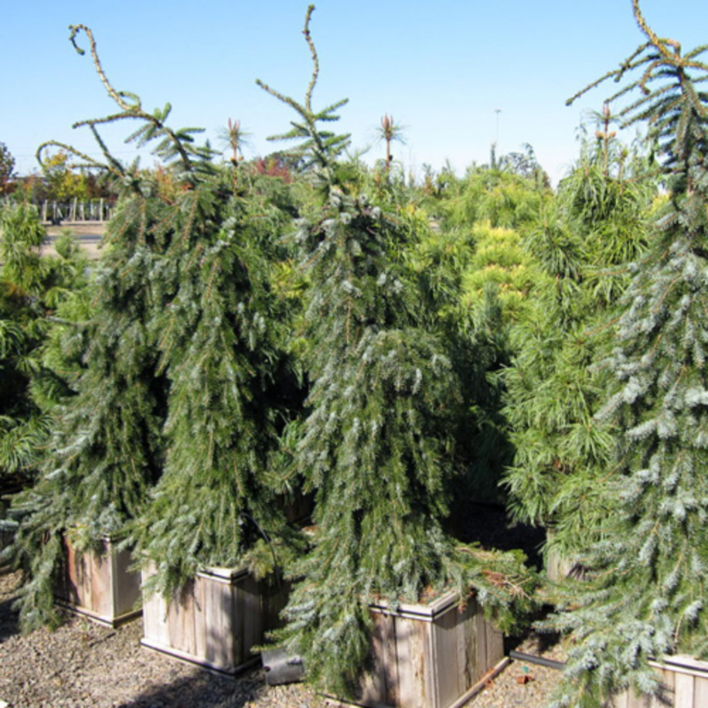 Ель сербская "Пендула" (Picea omorika "Pendula")