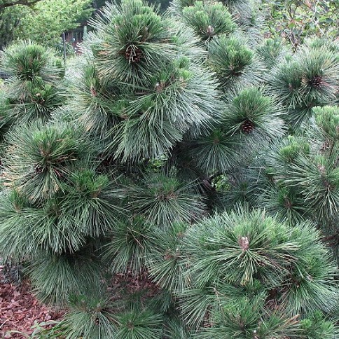 Сосна Шверина "Витхорст" (Pinus schwerinii "Wiethorst")