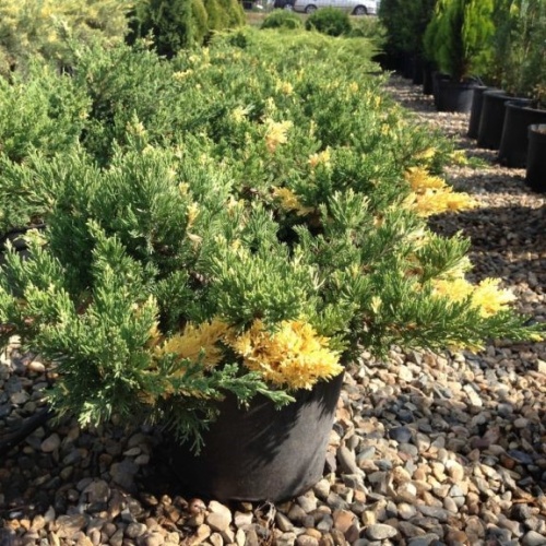 Можжевельник китайский "Экспанса Вариегата" (Juniperus chinensis "Expansa Variegata")