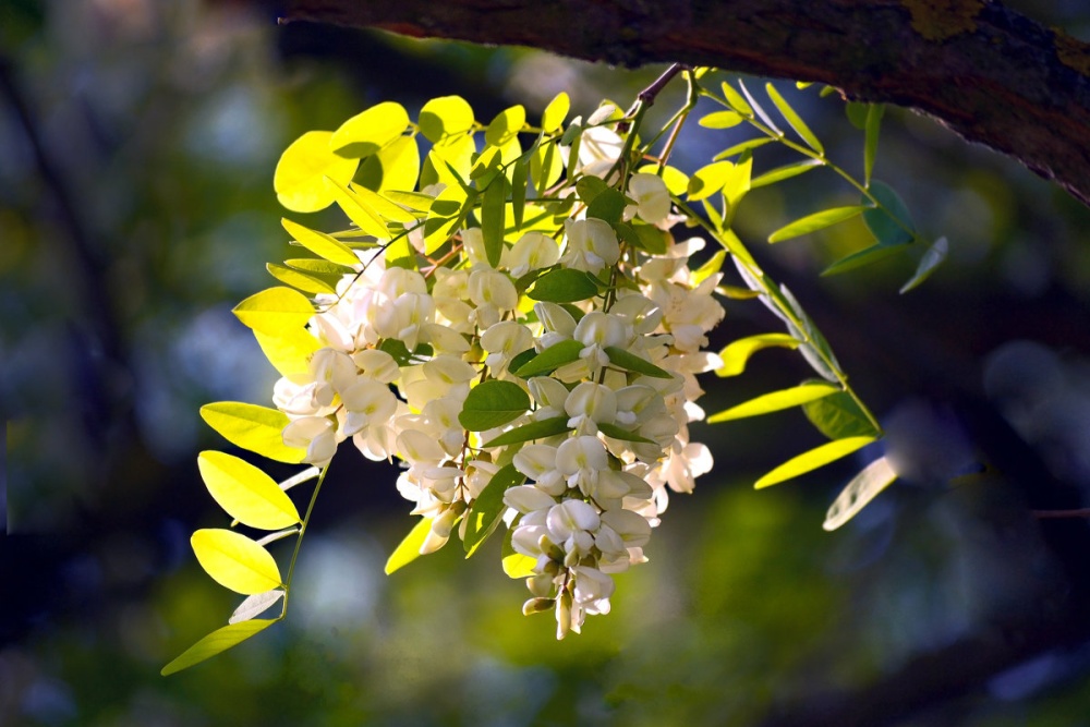 Акация белая (Robinia pseudoacacia)