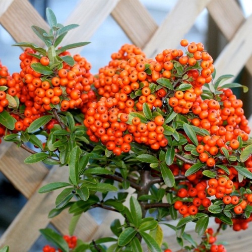 Пираканта ярко-красная "Тетон" (Pyracantha coccіnea "Teton")