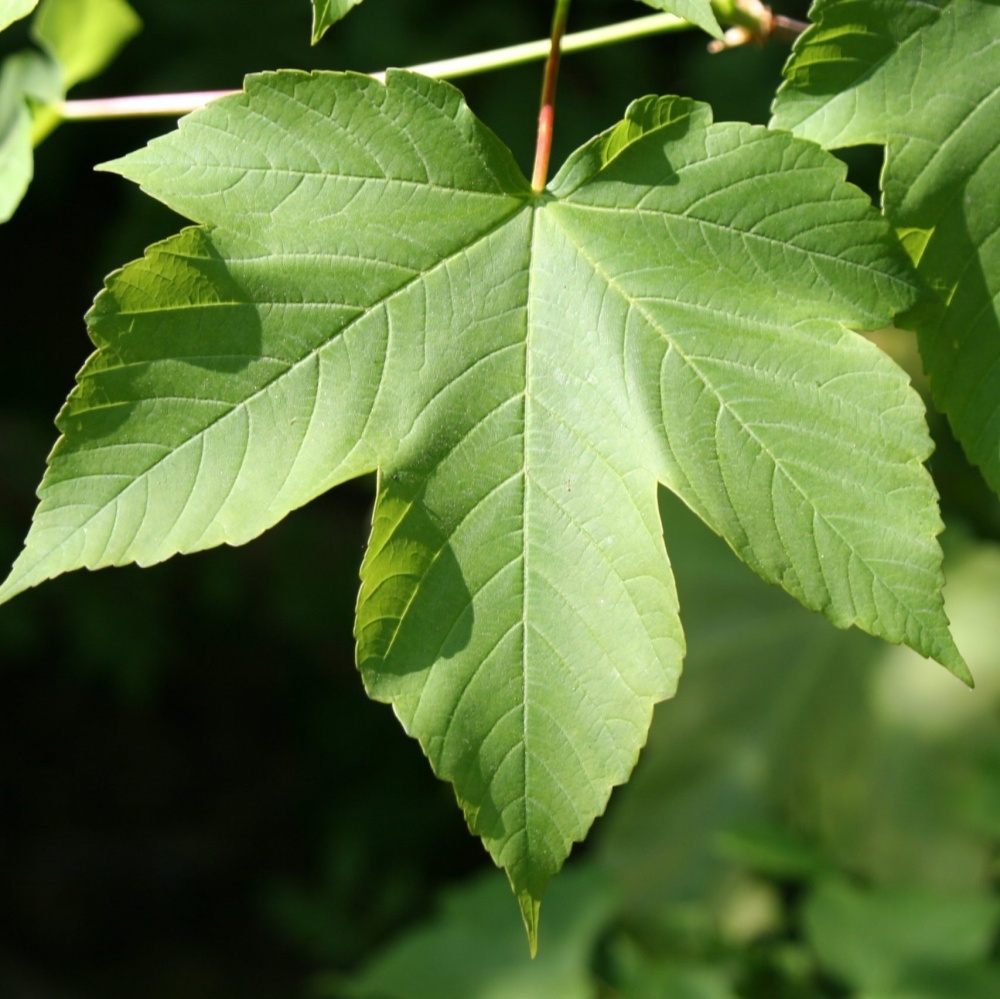 Клен ложноплатановый (явор) (Acer pseudoplatanus), Ограниченно годен