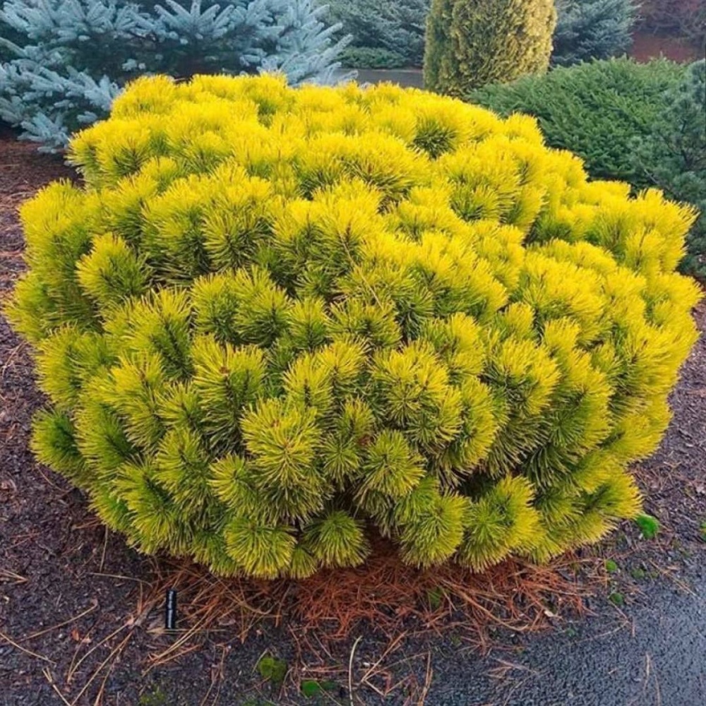 Сосна горная "Винтер Голд" (Pinus mugo "Winter Gold")
