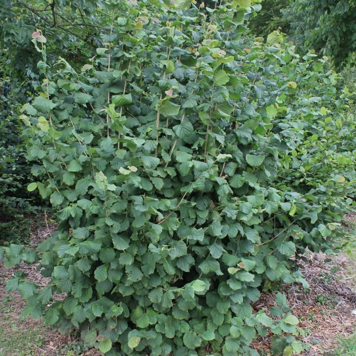 Лещина крупная (фундук) (Corylus maximа)