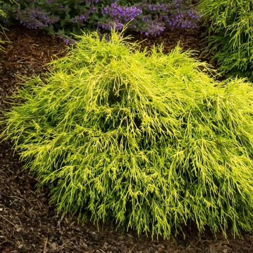 Кипарисовик горохоплодный "Санголд" (Chamaecyparis pisifera "Sungold")