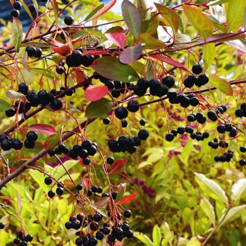 Арония черноплодная (Arónia melanocárpa)