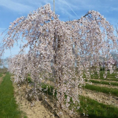 Яблоня сахалинская "Пендула" (Malus sachalinensis "Pendula")